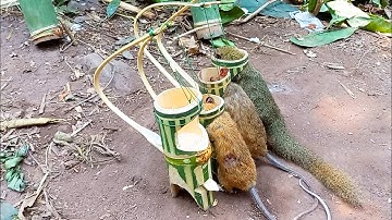 Hunting Man: Creative Multi Bamboo Traps Very Amazing For Catching Squirrel, Rat In The Jungle