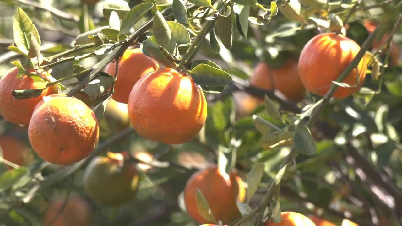Hechos del Agro - Cosecha de Mandarina