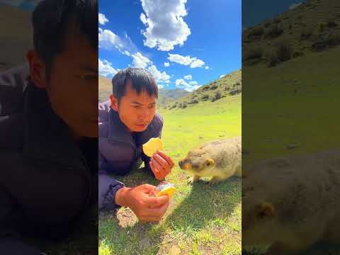 Cute Wild animal bobak marmot or prairie dog eating cookies yummy 40