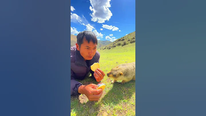 Cute Wild animal bobak marmot or prairie dog eating cookies yummy 40 - DayDayNews