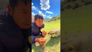 Cute Wild animal bobak marmot or prairie dog eating cookies yummy 40