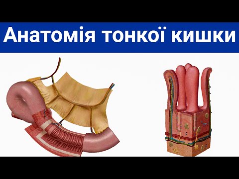 Анатомія тонкої кишки