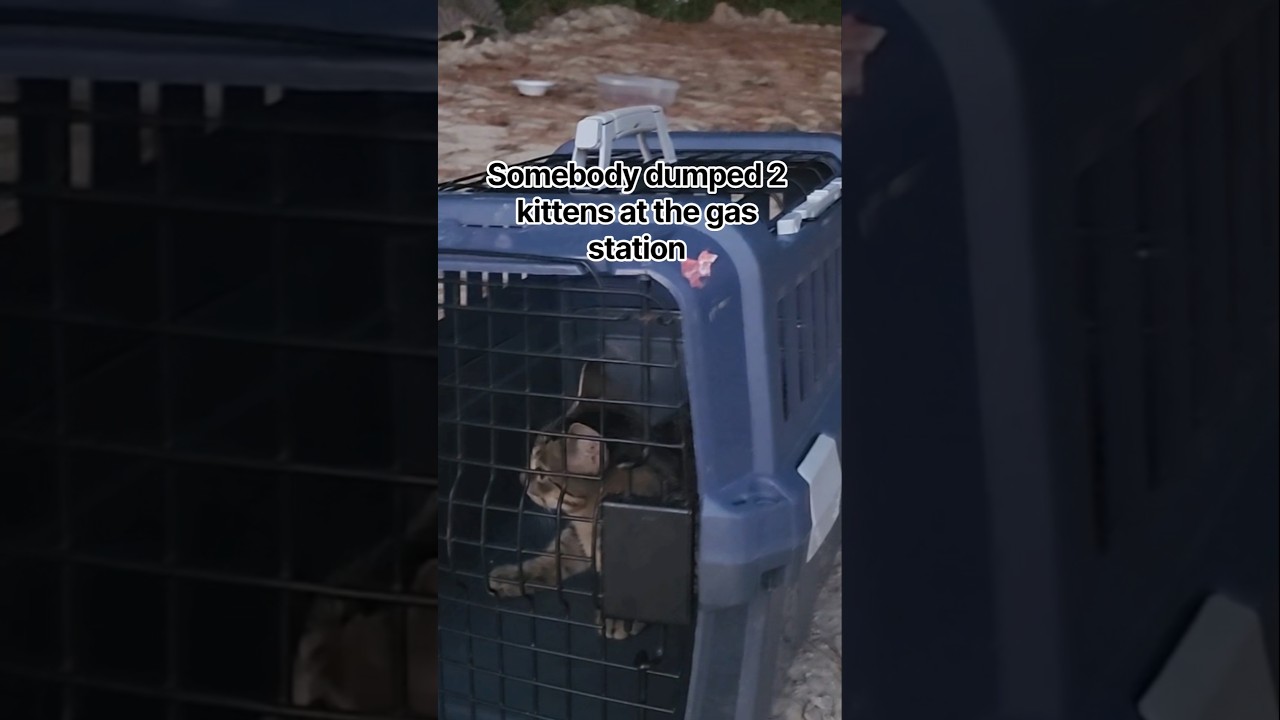 Horrible Person Dumps Scared Kittens