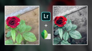Flower photo | Edit | Light room screenshot 2