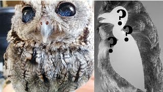 Owls Without Feathers