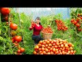 Harvesting A Lot Of Tomato Goes to market sell - Tomato and vegetable hot pot - New Free Bushcraft