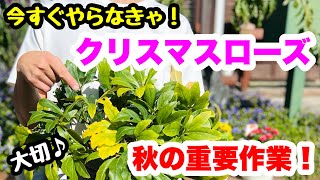 ◆秋の重要作業【クリスマスローズ】モリモリ咲かせる大切な時期