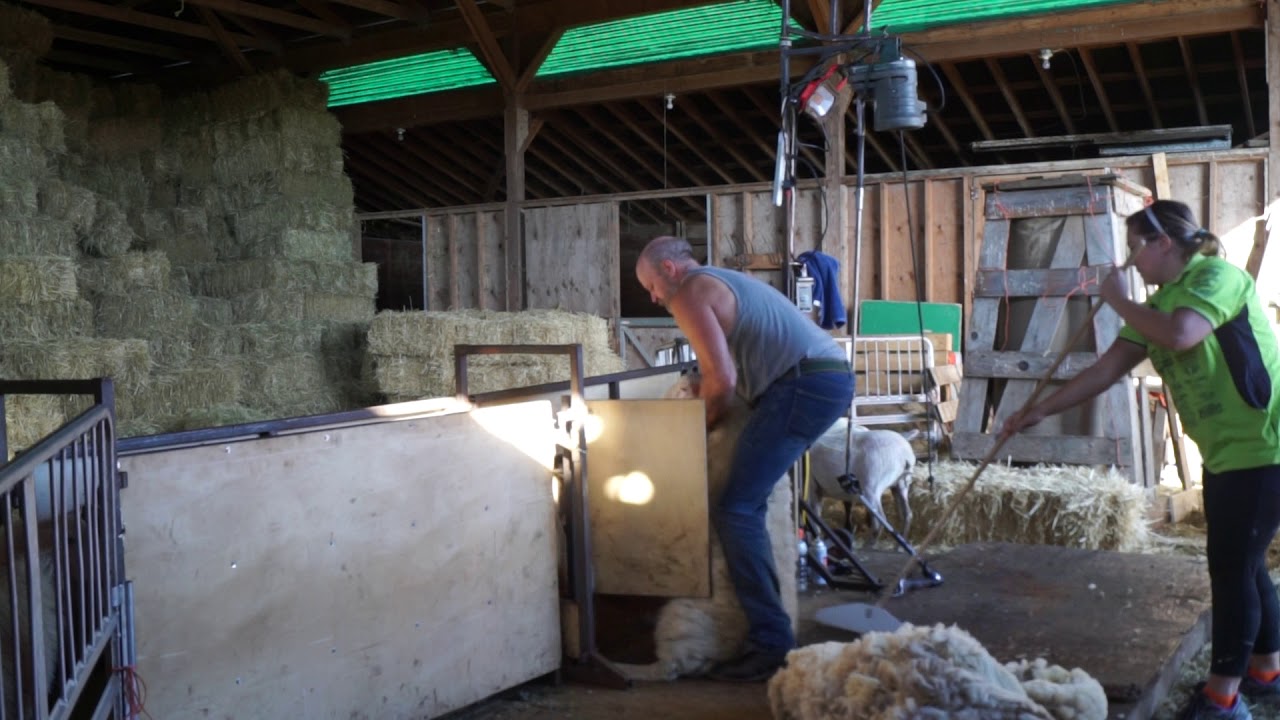 Lamb shearing at Parry Bay Sheep Farm 09/22/2017 YouTube