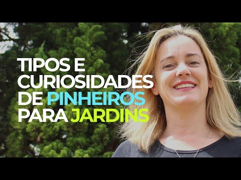 Vídeo: Pinheiros E Teixos Em Seu Jardim