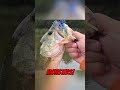 Reaction Tackle Tungsten Bladed Swim Jig 3/8oz Okeechobee Craw