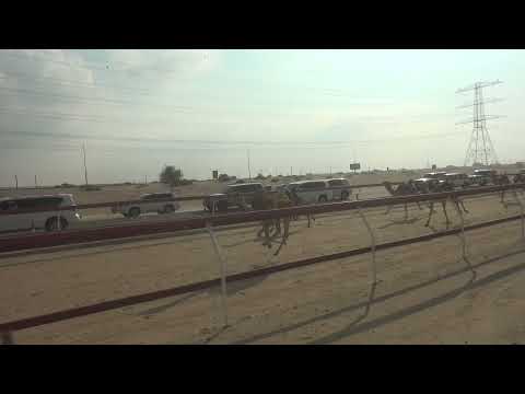 الذيب عمير علي عمير علي الكتبي 02 12 84