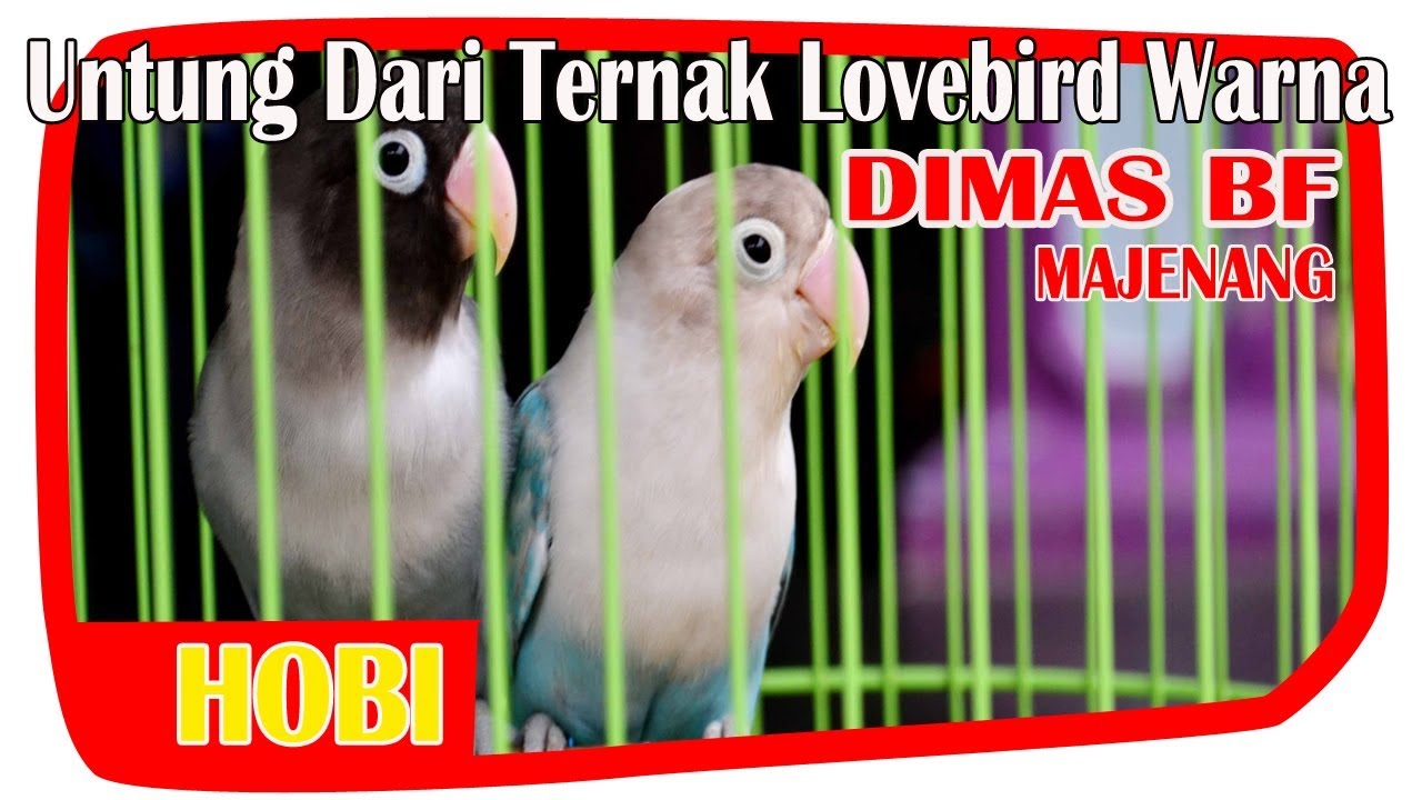 Untung dari Ternak Lovebird Warna Pemula (Birmang vs Vio jadi Batman