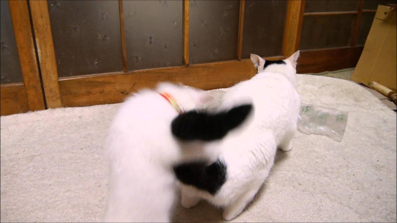 みみ がさごそ Mimi Gasagoso Youtube