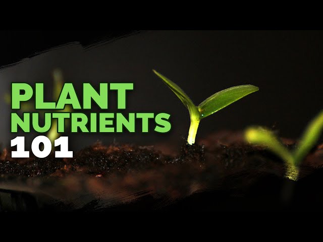 Plant Nutrition 101: All Plant Nutrients and Deficiencies Explained class=