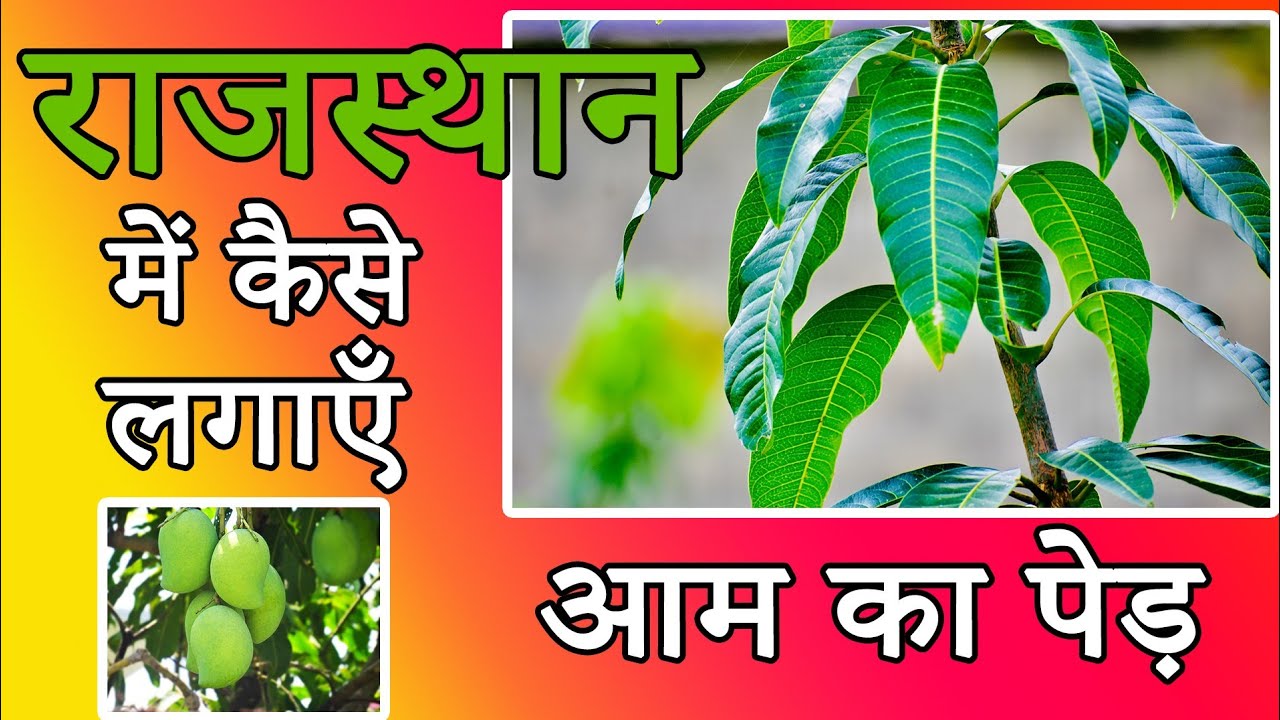 राजस्थान में कैसे लगाएँ आम का पेड़ || Mango Tree Farming in Rajasthan ||