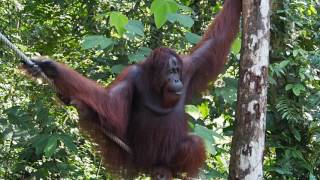 lazy male orangutan sits and makes kissy faces