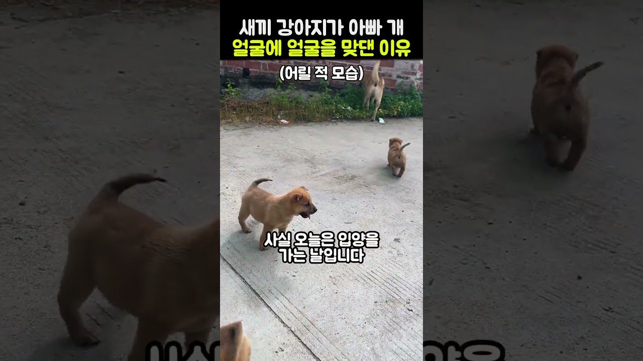 새끼 강아지가 아빠 개 얼굴에 얼굴을 맞댄 이유 #강아지 #동물 #동물감동