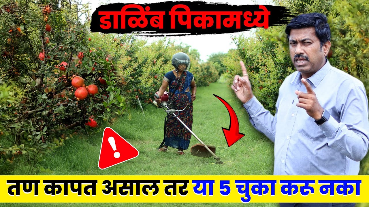 शेतकऱ्यांचा मोठा प्रश्न 🤕 डाळिंब पिकात तण ठेवायचे की नाही | Pomegranate Weed Management | AgroStar
