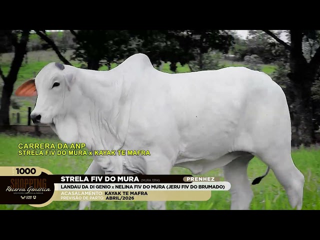 LOTE 1000   STRELA FIV DO MURA   MURA 13114 zap