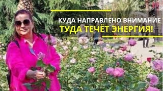 Эфир "Куда направлено внимание, туда течёт энергия!"