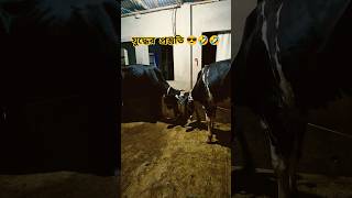 বড়সড় যুদ্ধের প্রস্তুতি চলছে 🤣 _ #cow #shortsfeed #farming #reels #war #warzone #funny #viral #boxing