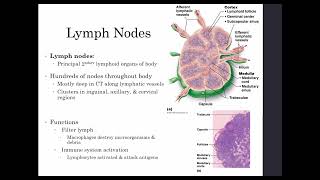 Human A&P II Lab: Lymphatic and Immune System, Part 1- Lymphatic Anatomy