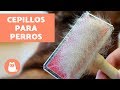 Tipos de cepillos para perros - CUIDADOS Y CONSEJOS (con audio)