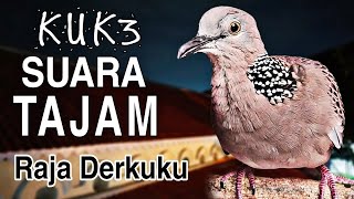 Suara tekukur derkuku kuk 3 gacor ngamuk suara empuk tajam - raja derkuku tekukur