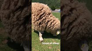 Sound Of Sheep In South Korea