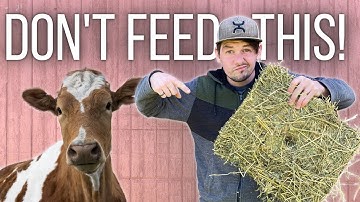 How To Dry Off A Cow - No Mastitis, No Milk Fever!