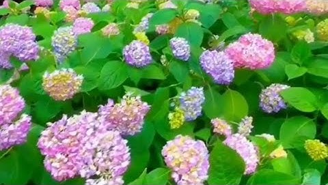 (يَا أَيُّهَا النَّاسُ اتَّقُوا رَبَّكُمْ ۖ) سورة لقمان: بصوت القارئ عفيف محمد تاج حفظه الله.