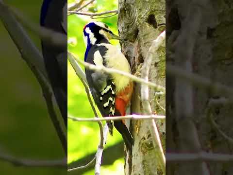 نقار الخشب مرقط