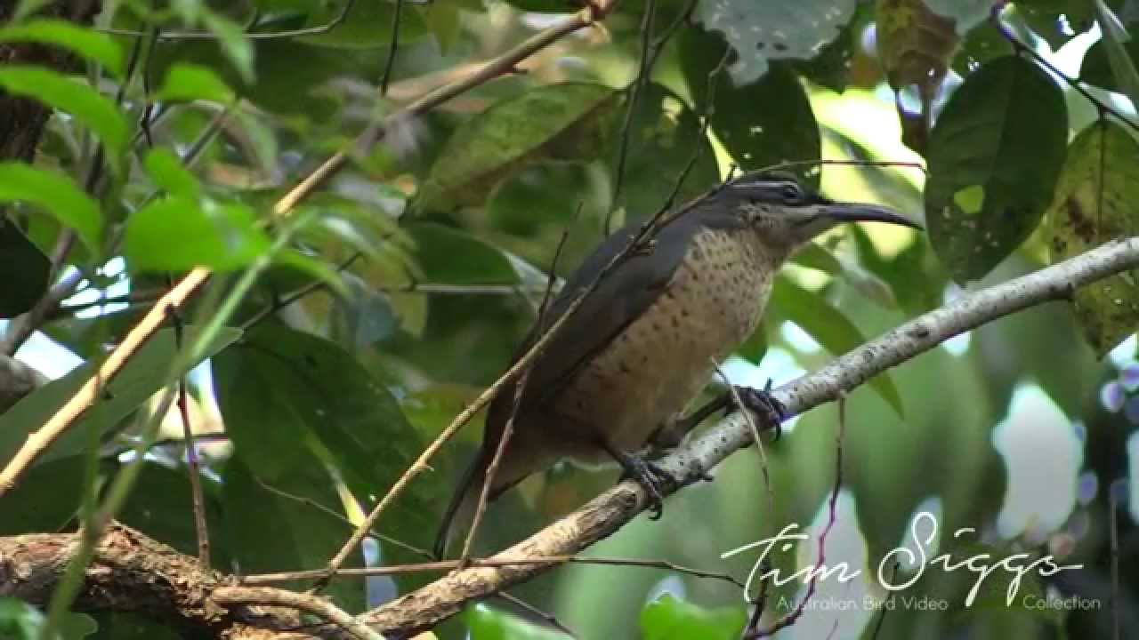 Victoria's Riflebird Female Clip 2/2 HD VIDEO Australian Bird Media.