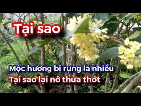 Video: Các Giống Mộc Lan Rụng Lá - Tìm hiểu Về Cây Mộc Lan Rụng Lá