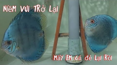 Nuôi cá đĩa sinh sản. Niềm vui đã trở lại với Hai lúa sài gòn