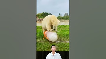 Gấu Bắc cực thông minh hơn bạn nghĩ #shorts