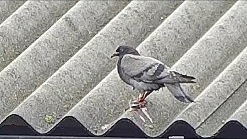 Farm Feral Pigeons management with a HikMicro Thunder TQ50 2.0