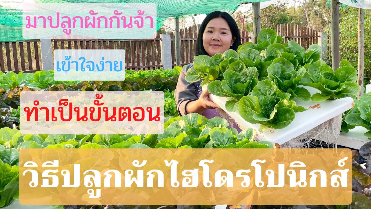 วิธีปลูกผักไฮโดรโปนิกส์ ดูจบปลูกเองได้เลย #ผักไฮโดรโปนิกส์ #ปลูกผักสวนครัว #ปลูกผักไฮโดรโปนิกส์
