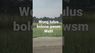 wong tulus bolone gwsm no