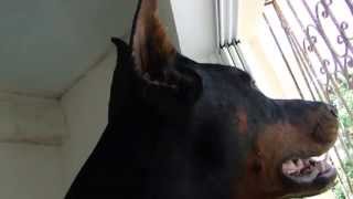 Doberman Cesar guarding by Basilis Lelos 70,122 views 10 years ago 1 minute, 23 seconds