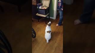 Buddy A Jack Russell Terrier Age 12 Doing His Trick The We Call The Spinaroo