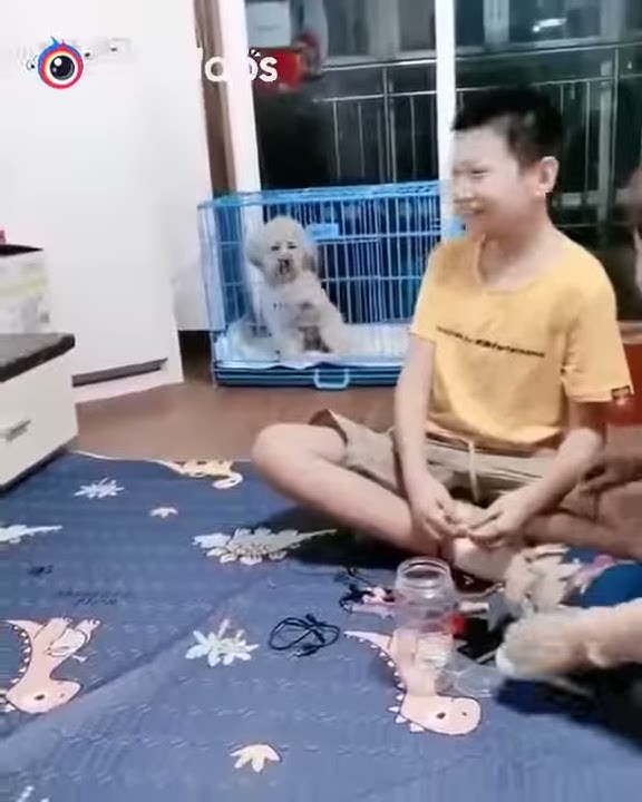 Vidio lucu anjing lagi hareudang