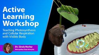 Active Learning Workshop: Teaching Photosynthesis and Cellular Respiration with Visible Body