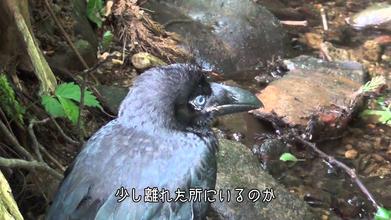 観察 飛ばないカラスの子供 Youtube