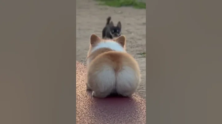 Cute corgi butt bouncing - DayDayNews