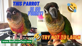 Funny PARROT Videos TRY NOT TO LAUGH  Green Cheek Conure Funny
