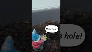 Garden Gnome Plants Tomato #gardengnome #plantingtomatoes #escapereality #imagination