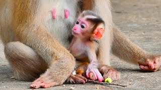 Very cute ! Newborn monkey baby has color pink and black eyes -but baby tries to hold mom drink milk