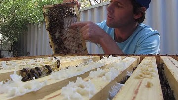 Langstroth hive inspection. Checking the honey stores.