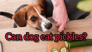 Can dog eat pickles Full information.